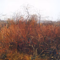 the bush