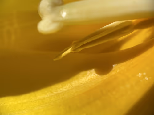 Item #101798116254510798330486236990451841615541533753866395116378150698211065462785 Media