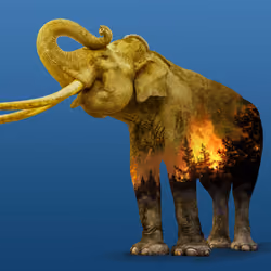 014 - Elephant Conflict
