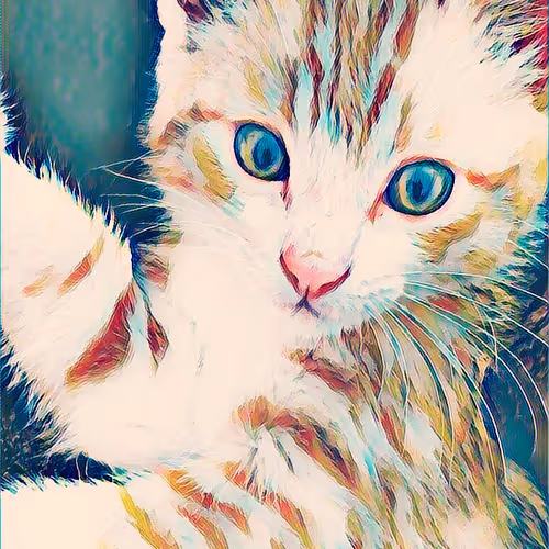 my cat