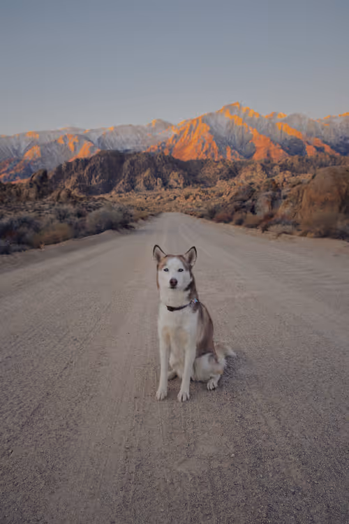 Item #31808388363413950485853344810584648245569292954674958749776460878416845996033 Media