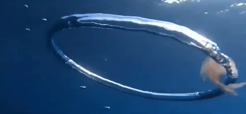 Item #82739741207092183784619413466685504969759735461627039414568339832155844640769 Media