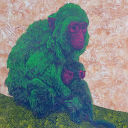 Monkey #1