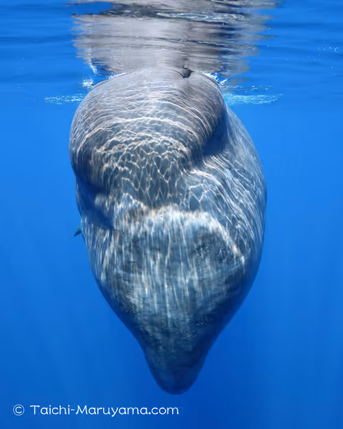 Item #61113597711829508019705348607354266595254896620371709928421355900027984150529 Media