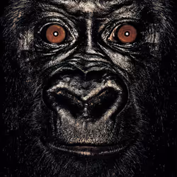 109162157552346088047496633038404394118504199992061596446112929746967175626753