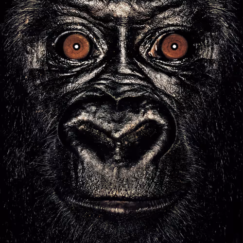 109162157552346088047496633038404394118504199992061596446112929746967175626753