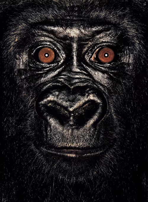 Item #109162157552346088047496633038404394118504199992061596446112929746967175626753 Media