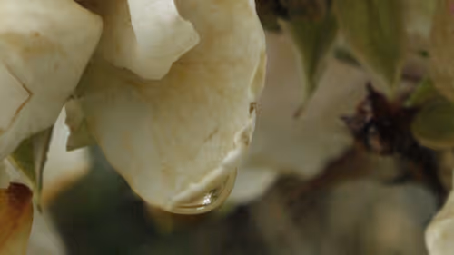 Item #40692806544472458759699307729565979606981443447585886335274303285488064135169 Media