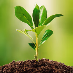 Plant