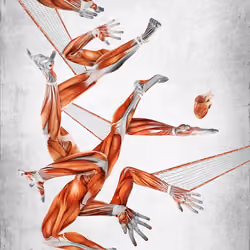 Basketball Bodies 