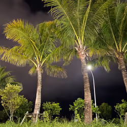 Okinawa Palm Trees