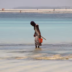 MSM - Zanzibar, Africa #18