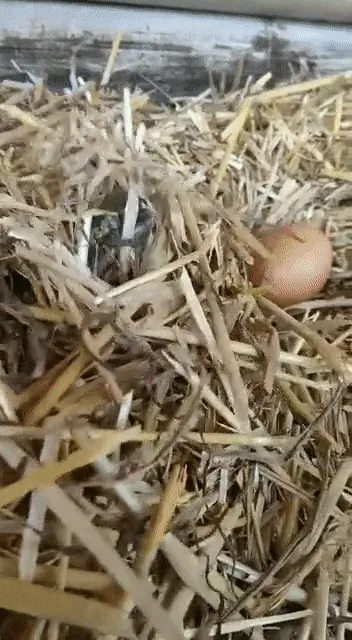 Item #98297886293652092657371597788592247398680073041274723207675992193942935306241 Media