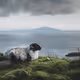 Animal species X Jure Kralj