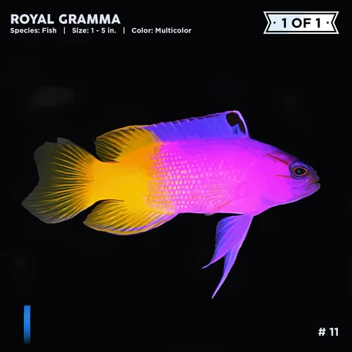 Item #72122608948950586905896945235695353296847960895015423047944334413809460445185 Media