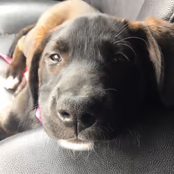 Kennedy 100 of 100 - Ollies Angels Animal Rescue