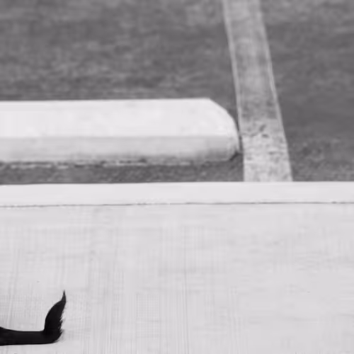 Item #56431751608181922231259635946092067407977788553703326303680802289860013457409 Media