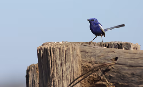 Item #38679742034539595231050778277230577149943789844640085041494942466092233129985 Media