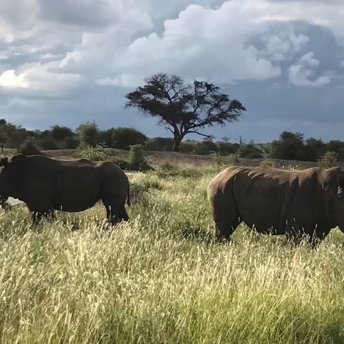 Rhinos in South Africa