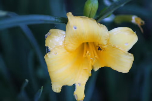 Item #51124555051901614330264480006545612592022390906904121289505624497537538850817 Media