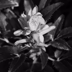 Hellebore in Black and White