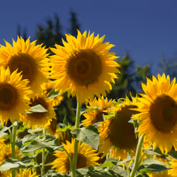 Provence #30