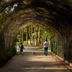 Walking Pets in the Yerevan Botanical Garden