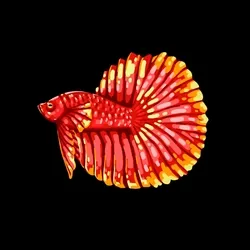 BETTA FISH