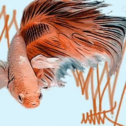 Fighter fish #8 RED