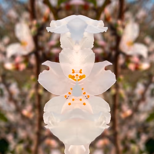 Almond Flower