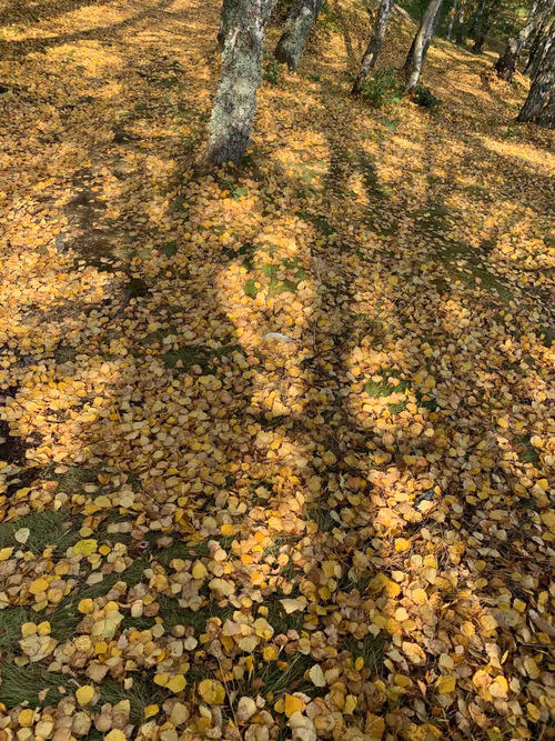 Item #34786585762302583369667834822932763663290229124647368230861745011973081268225 Media