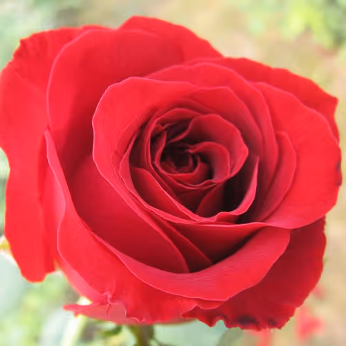 123rose
