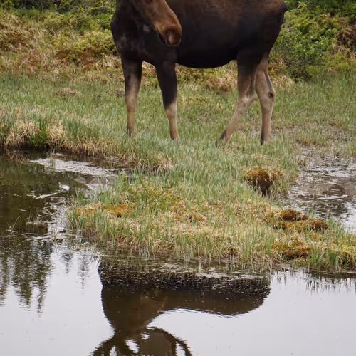 Bullwinkle 