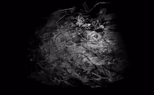 Dead Constellations: Visions from Nowhere