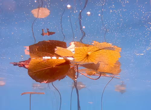 Item #115430421716330114127925714386191036467996783471008022249532804622118583009281 Media