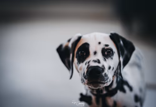 Item #87414682025478558117569594122165349452112546161934233951383420724853012955137 Media