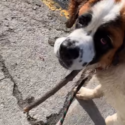 Daisy with a stick