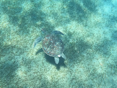 Item #57636846716625674083637003599082399011400728335992986804098864696694249881601 Media