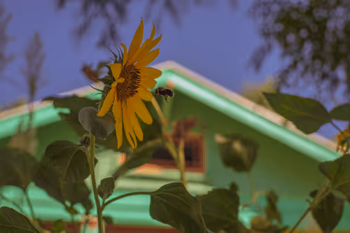 bones4gold Collection