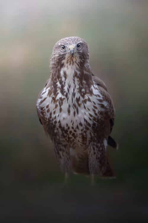 Item #74947066243849206940937931845492421282407977522900211027354211433303852974081 Media