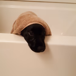 jedi bear