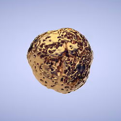 Golden Nugget (0.5 BTC)