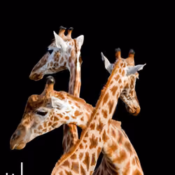 Girafe