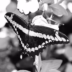 Giant Swallowtail #03