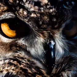 The Akun Eagle Owl