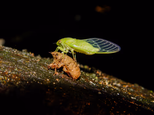 Item #15286439154353413258560728673590493507949724092509999987352070238353074683905 Media