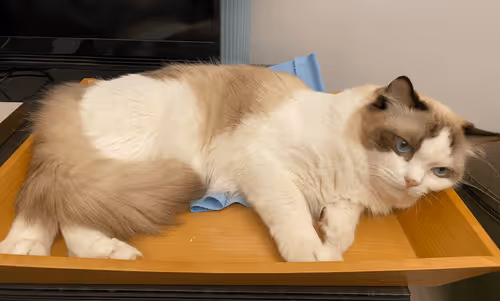 Item #38173306740607326147597246047769981548247503546550769564727870305800042840065 Media