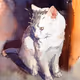 Cat Milash