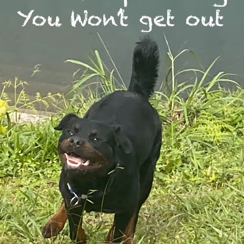 Rottweiler No Trespassing You won't get out!