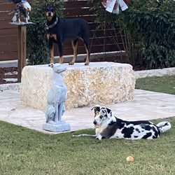 TWO PEAS AND A BALL.